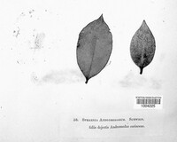 Sphaeria andromedarum image